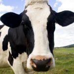 Cow & Calf