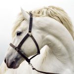 Equestrian