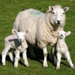 Sheep & Lamb