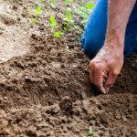 home-garden-bg