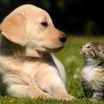 pets-1