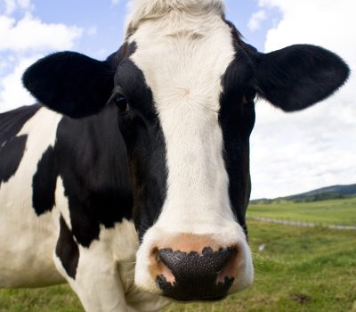 Cow & Calf