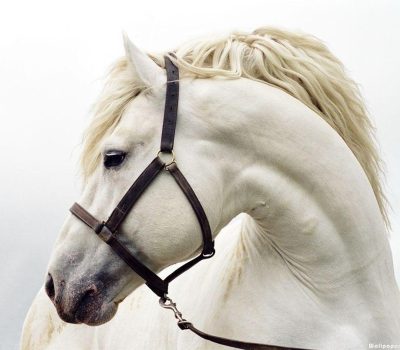 Equestrian