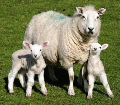 Sheep & Lamb