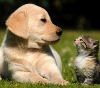 pets-1